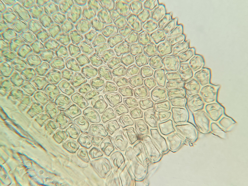 Pelekium minutulum